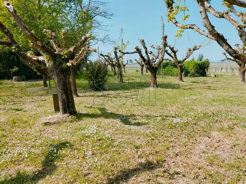 fotografie - Immobile Commerciale Cotignola (RA)  